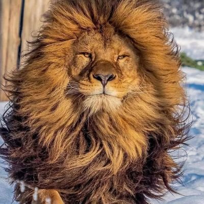 KakiKing28's profile picture. Free thinker free mind