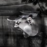 spazjibo's profile picture. MotoVlogger, Polygot Engineer, Augmented Reality, Virtual Reality, Photographer, Videographer, Father of 4, Sleep is Optional!