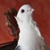 NichtDaLang (@nchtd) Twitter profile photo NichtDaLang (@nchtd) Twitter profile photo