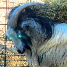 Phantastes1's profile picture. follower of Christ, wife,old homeschool mother, nanny, milkmaid, goatherd, fiber artist, health freedom advo, vintage hunter of books and treasures!