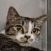 保護猫日記🐾 (@happy_balicats) Twitter profile photo 保護猫日記🐾 (@happy_balicats) Twitter profile photo