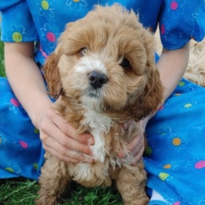 Sailor’s World🌍💫🌊
🤍 21 ~ 03 ~ 22
✨ Female Cockapoo
🌍 World Explorer