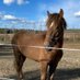 PP Trot (@pp_trot) Twitter profile photo PP Trot (@pp_trot) Twitter profile photo