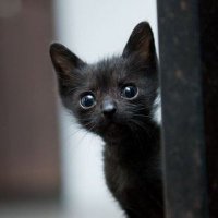 BagOfCats (@mesecnik1) 's Twitter Profile