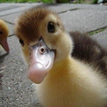 just a little duck