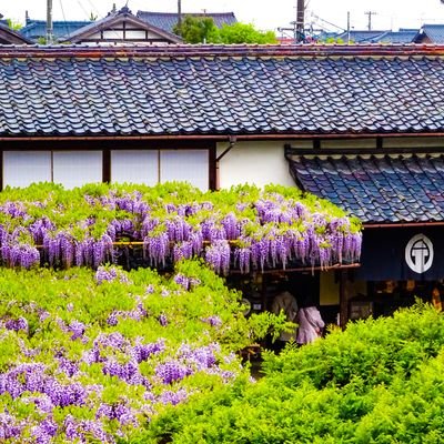 ポートレート、風景写真、花🌷自然撮影、📷️/rabbit crow/五徳屋/MTR phototeam