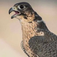 عواض الروقي(معبّررؤى) (@dft222301) 's Twitter Profile