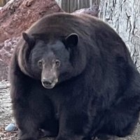 Austin Kline (@soyboyaustin) Twitter profile photo