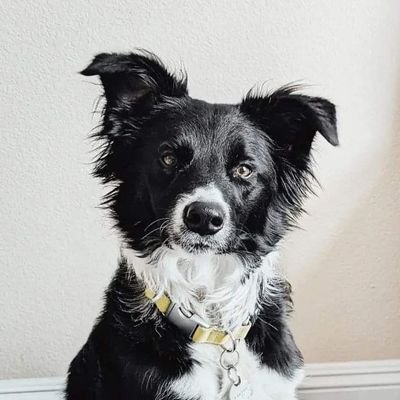 Border Collie very much ❤️ by @natashashumny & @johnknippnyc