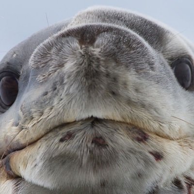 Leopard_Seals Profile Picture