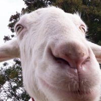 アカヌマ@rhinokino (@akanuma_vader) Twitter profile photo