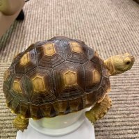 ナナマルサン🐢🦎🐸(@kr_naomi) 's Twitter Profile Photo