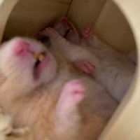 🐹はむはむママ🐹(@hamuhamu_mama) 's Twitter Profile Photo