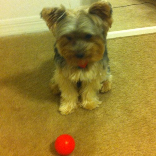 I'm 5 years old, little and cute yorkie. i like play with my parents, walk and we have fun .