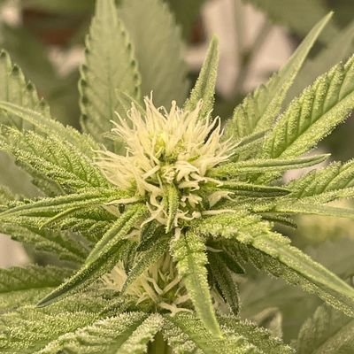 headshotsavage1's profile picture. Get it in at a price😈