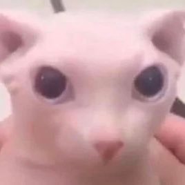 elfboy69's profile picture. bingus