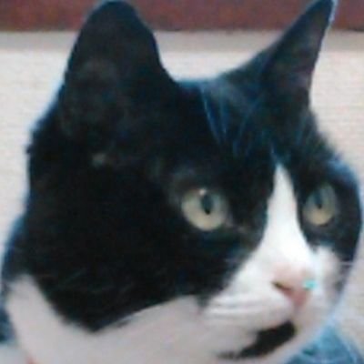 shimachimomo's profile picture. 動物(犬、ネコほか)とディズニー行くの大好きです！