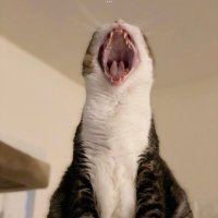 Strix263 (@strix263) 's Twitter Profile