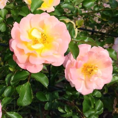 【Podcast】コテンラジオ、Teacher Teacher、まぼろし会議、たのてつ、ルネラジ、TENGA茶屋、ギチ完、愛の楽曲工房、シュウ放、DOJO15分、シュウ笑、クロジオ、人間よありがとう、お金のしくみラジオ、新型オトナ、旅する民俗学、ヒ社ラジ
