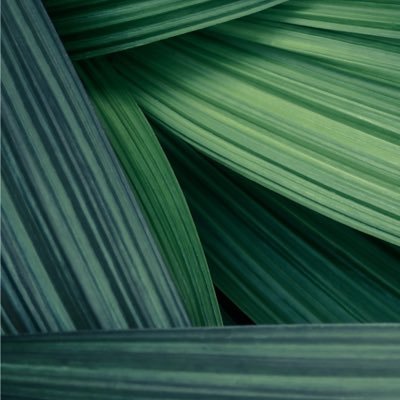 nibnocym's profile picture. 