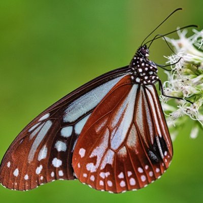 65歳定年後ツイッター、ブログ開始｜写真投稿サイト複数で投稿中｜四季の花や山野草を撮ってます｜
過行く時に流されないように。
#写真好き  #写真ブログ
写真投稿サイトフォト蔵（HNトキゾウ）
https://t.co/WvDaeBUY9E
写真を楽しむをコンセプトにしたブログ
https://t.co/iLIYQuHdvR