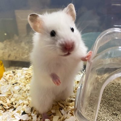 akiakiyukko's profile picture. 第7回Missbouquetグランドファイナリストの秋野優妃のRT専用垢です🐹🐧🌼相互RTも可能なので御用の方はDMにて😌💕応援よろしくお願い致します🙇‍♀💕本垢▶@akiyuu_0620