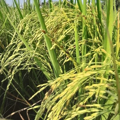 vigneshgnanase's profile picture. விமர்சனங்கள் அனைத்தும் கற்கள் அல்ல அவை வெறும் சொற்கள்....