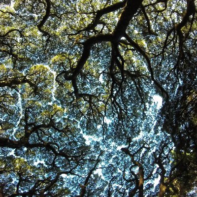Latest science and news from the University of Oxford's Ecosystems Research Programme