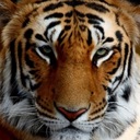 fausto rincon garcia - @fausto_rincon - Twitter