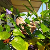 Hale (@nehalegeldimm) Twitter profile photo