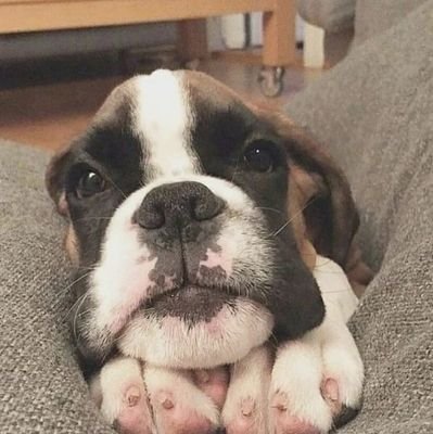 BoxerLover4's profile picture. Follow our community if you are a #boxer lover.  This page is dedicated to all #boxer lovers and owners...