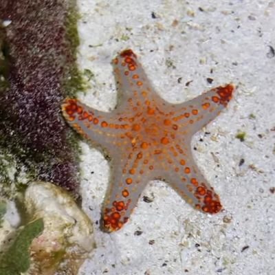 Alia28546680's profile picture. 