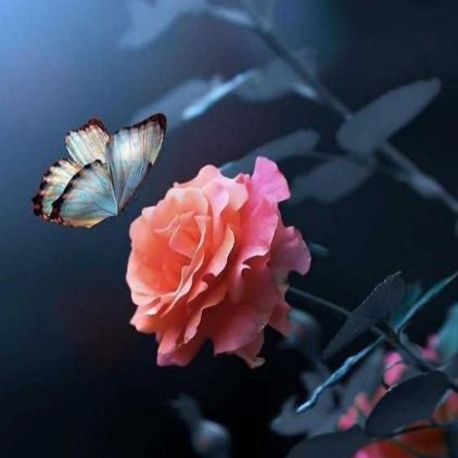 kvinodk70992018's profile picture. 