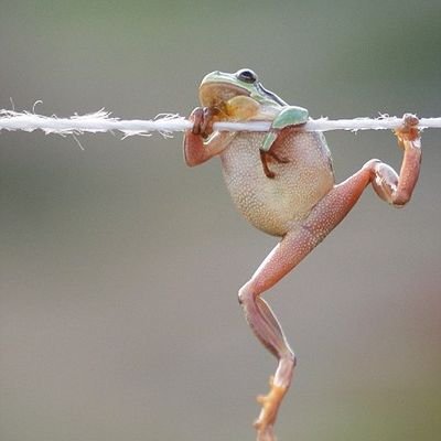 HighJumpingFrog's profile picture. 