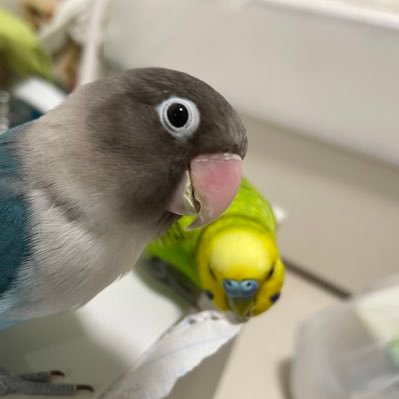 セキセイインコのまるちゃん（2歳）、ボタンインコ（ブルー）だるまちゃん（2歳）、母のボタンインコのエリザベスちゃん（1歳）の可愛い3羽がお家にいます🕊 鳥好きさん仲良くしてください🙃