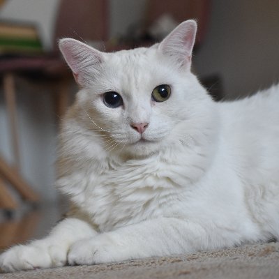 Me gustan los gatos y las matemáticas