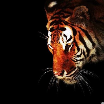 haz4rder's profile picture. 