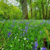 Woodhall, Faskine & Palacecraig Conservation Group(@SwafGreenbelt) 's Twitter Profileg