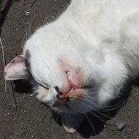 FP cat (@fpcat2) 's Twitter Profile
