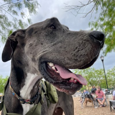 Zeus King Dane ๐ฆดโก๏ธ