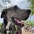 Zeus_king_dane's profile image
