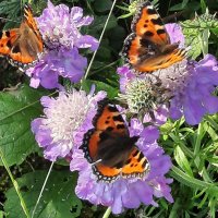 michael tunney (@m_tunney) 's Twitter Profile