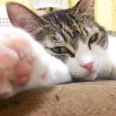 白キジ猫の女の子を保護して、17年一緒に暮らしました。自分が仕事で動けない分、猫さん向けセール品を紹介する事で得た広告収入を猫保護団体・個人様に全額寄付しています。 猫好きさん同士が繋がる事で他のみんなが少しずつ猫に興味が出て、少しでも不幸な猫が減りますように。お気軽にフォローしてください♪
