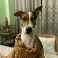 doulos jose (@doulosjose) 's Twitter Profile