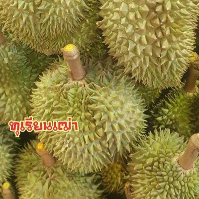 ทุเรียนเฒ่าさんのプロフィール画像