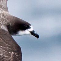ABCbirds Marine Program(@ABCbirdsMarine) 's Twitter Profile Photo