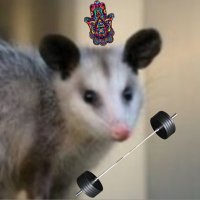 Ms. Possum, special ed bus driver (@perversepossum) 's Twitter Profile