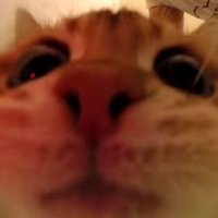 the business gamer ๐ (@clicknitral) 's Twitter Profile