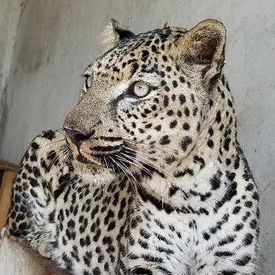 We are helping the animals in zoos in Yemen, a country which is enduring a long hard war. Taiz Zoo includes over 30 Arabian Leopards, lions & nearly 300 animals