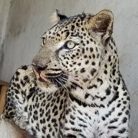 Friends of Yemen Zoos (@yemenzoos) 's Twitter Profile